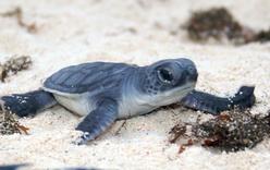 Taller de Observación de las Tortugas Bebes - Tendrás oportunidad de observar como brotan de su cascarón las tortuguitas marinas, y salen de sus nidos con rumbo al océano.